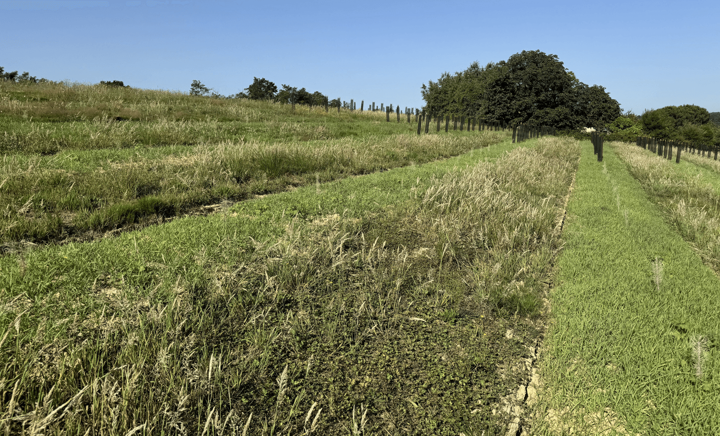 Creation of an ecological corridor in Momuy
