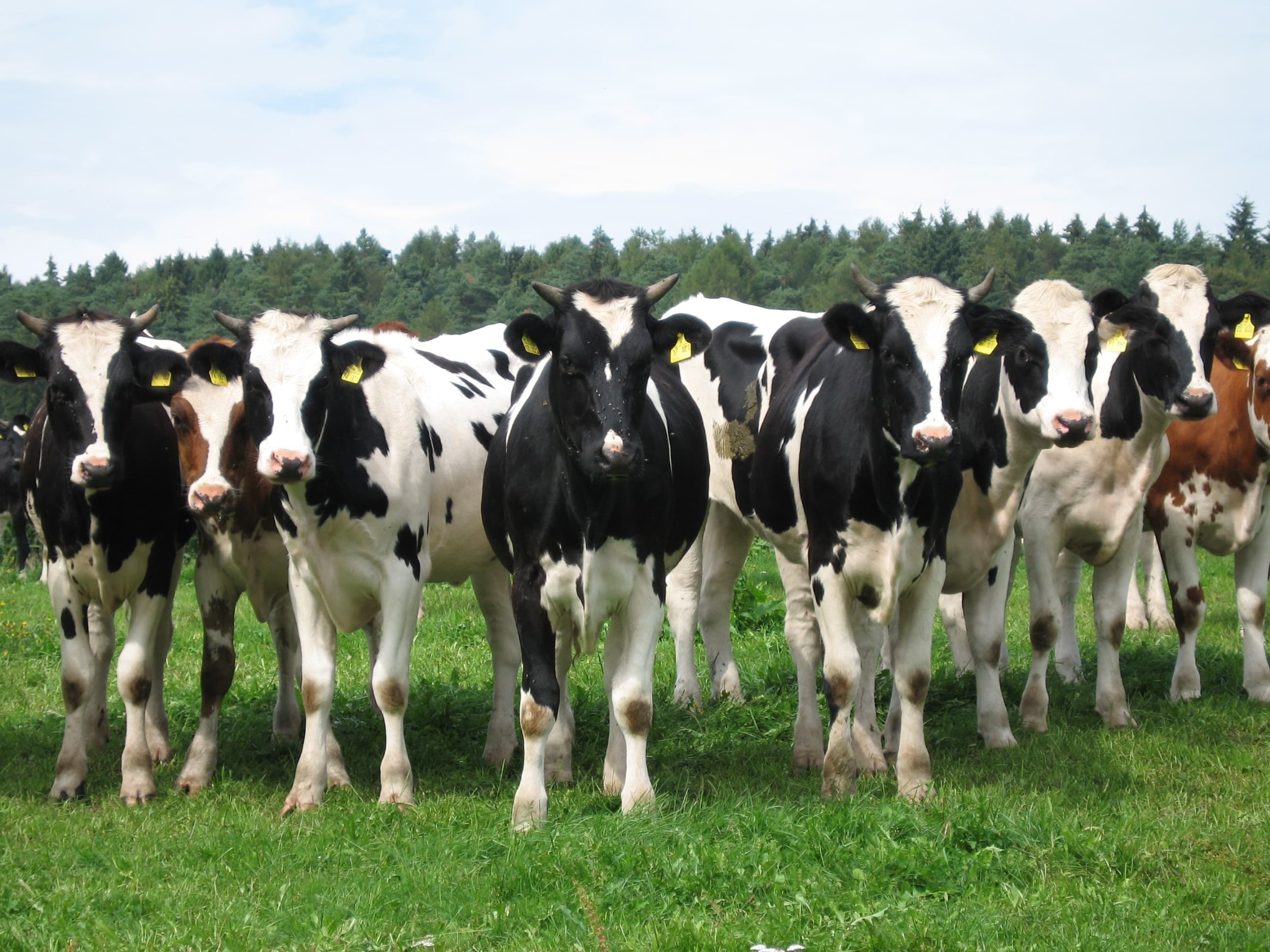 Reduction of greenhouse gas emissions from a farm in Guéhenno
