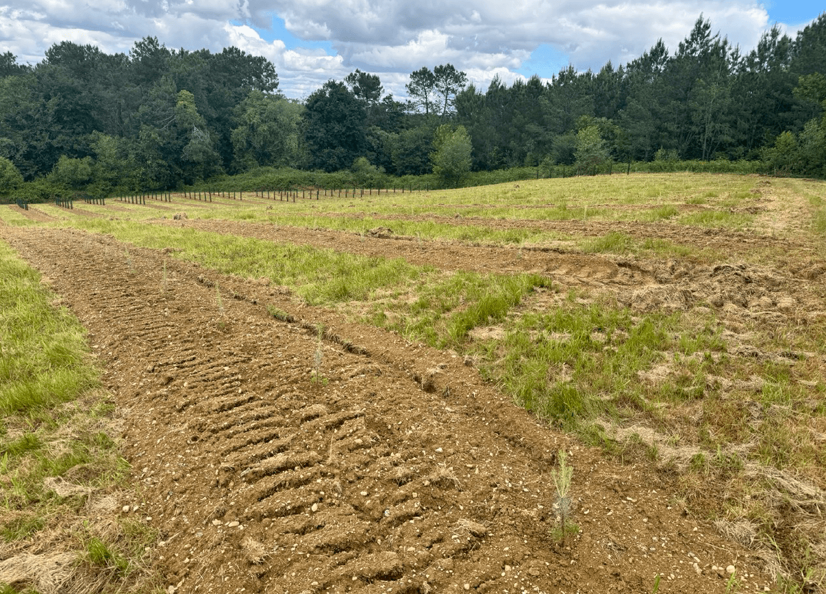 Nouveau boisement à Monget