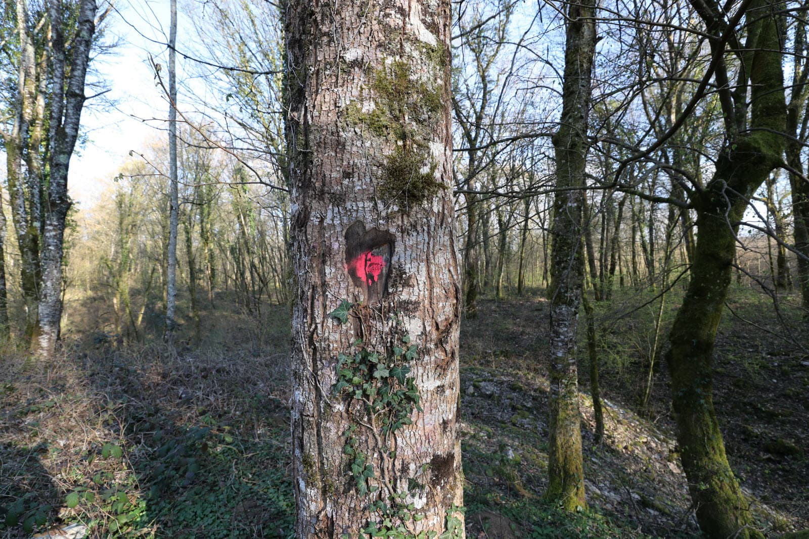 Reboisement d'un bois de frênes dépérissant en Seine-Maritime