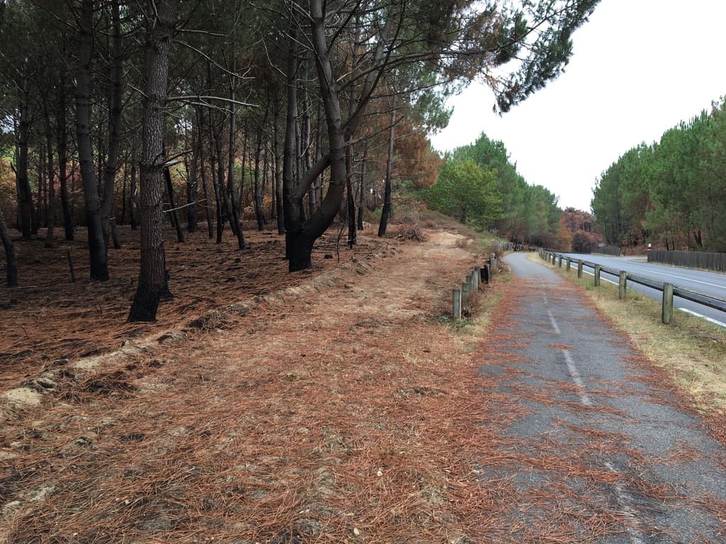 Reboisement de 2,25 hectares de forêts incendiées à La Teste-de-Buch