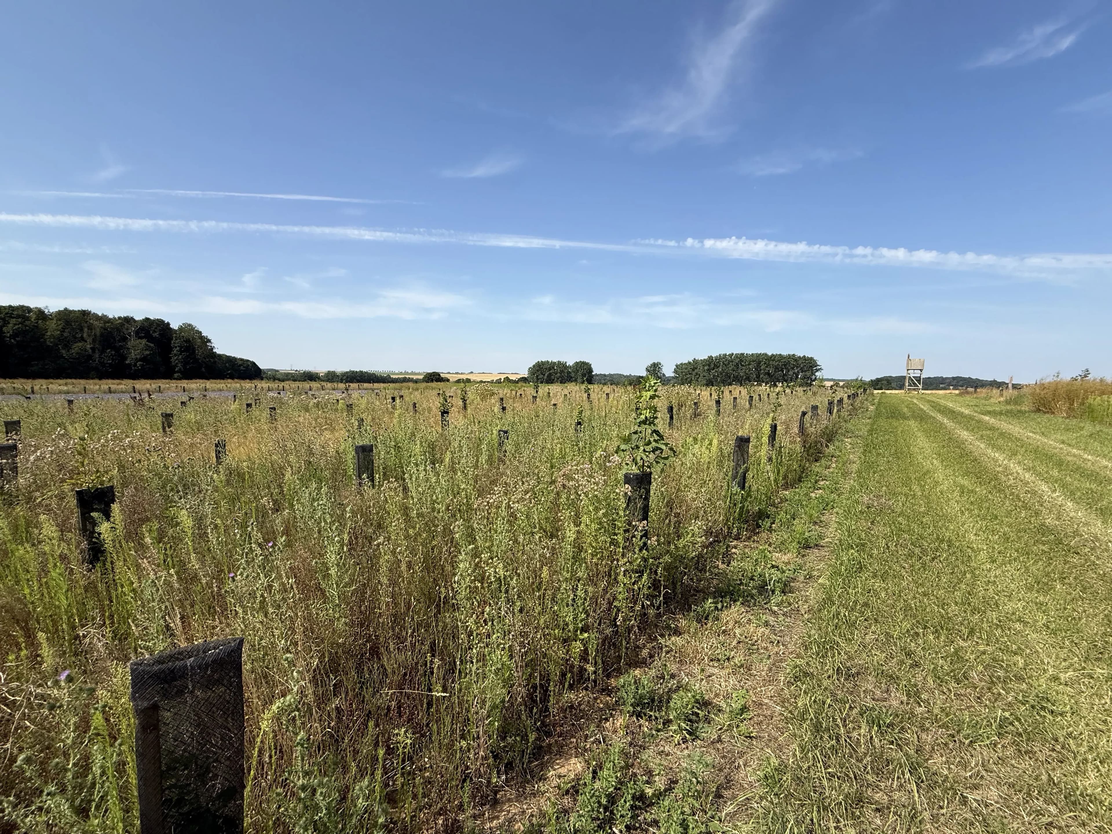 Boisement diversifié de 2,26 hectares dans le Pas-de-Calais