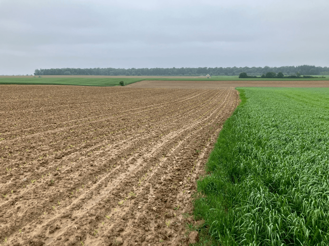 Boisement diversifié de 2,15 hectares à Verchocq