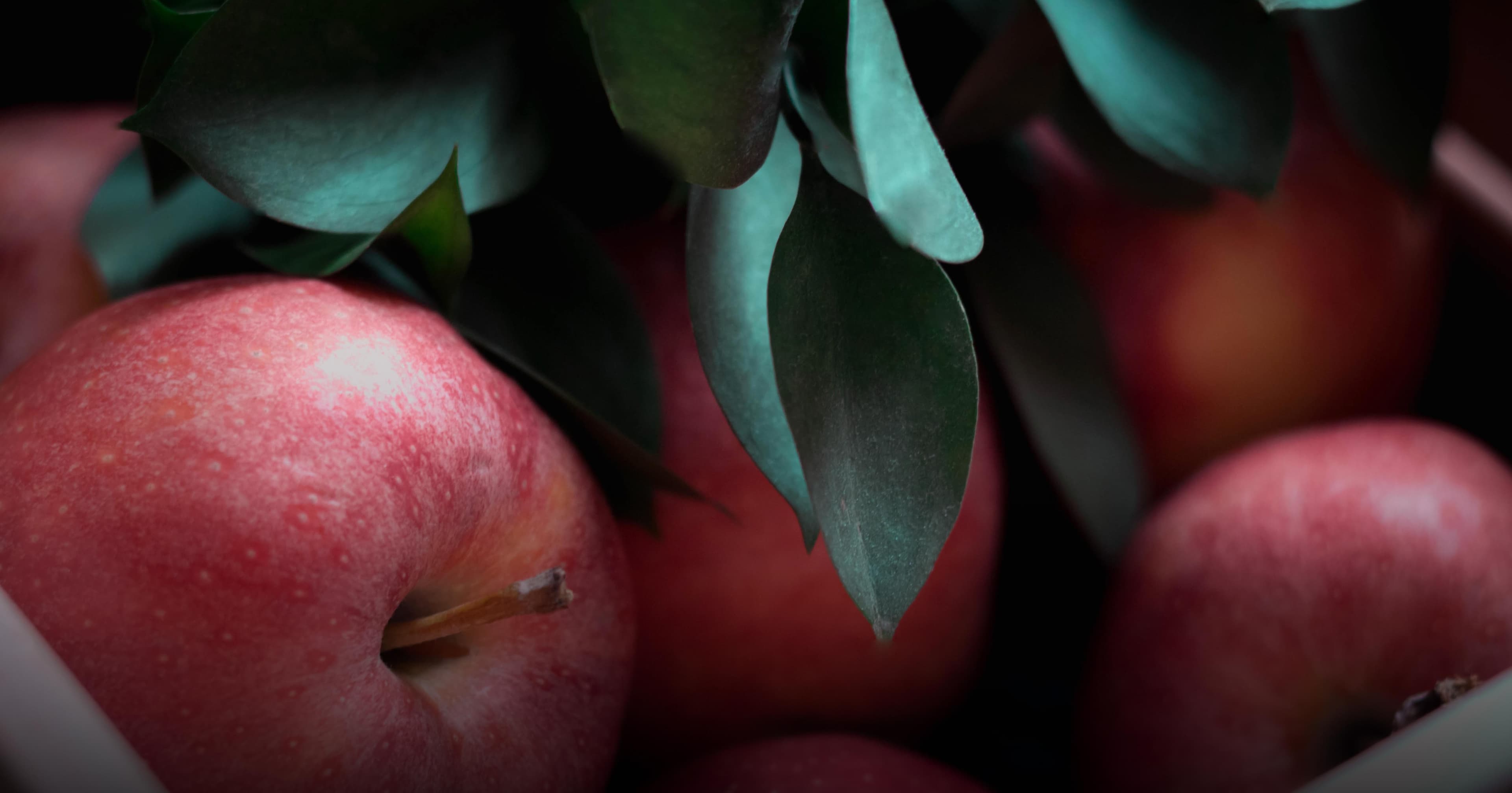 Nouveaux vergers de pommiers au Domaine de la Flaguerie