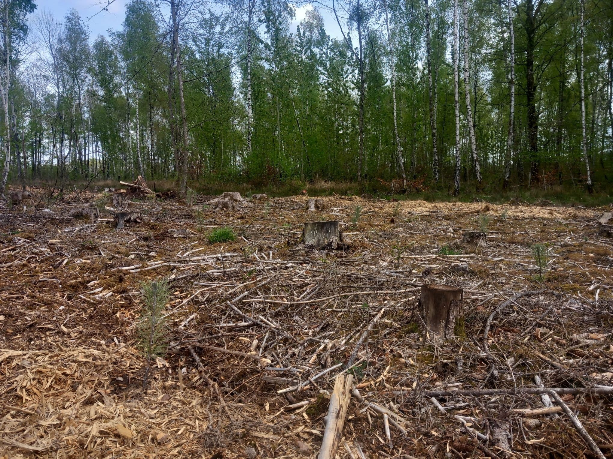 Reboisement diversifé dans les Vosges