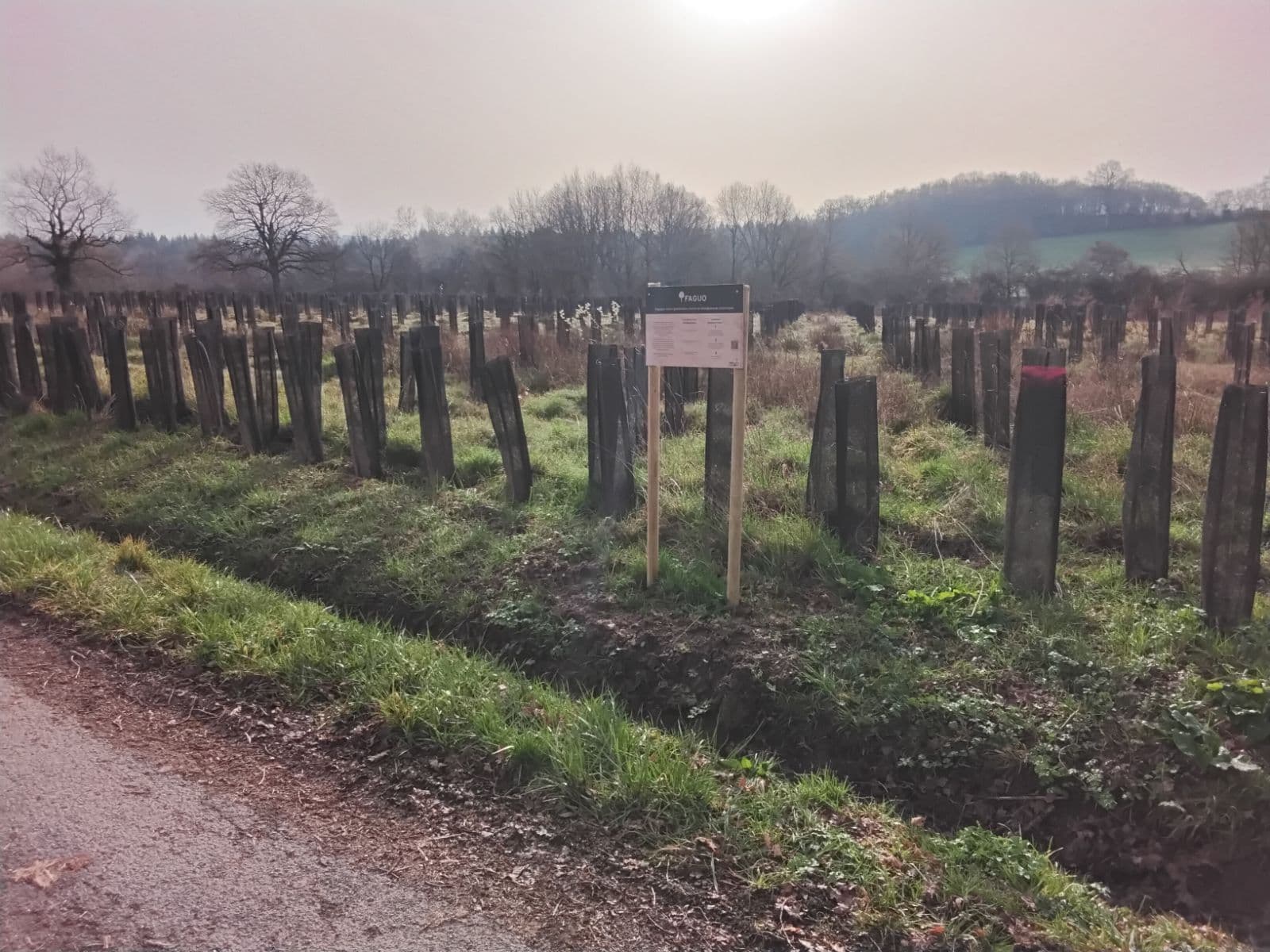 Boisement diversifié à Etang-sur-Arroux