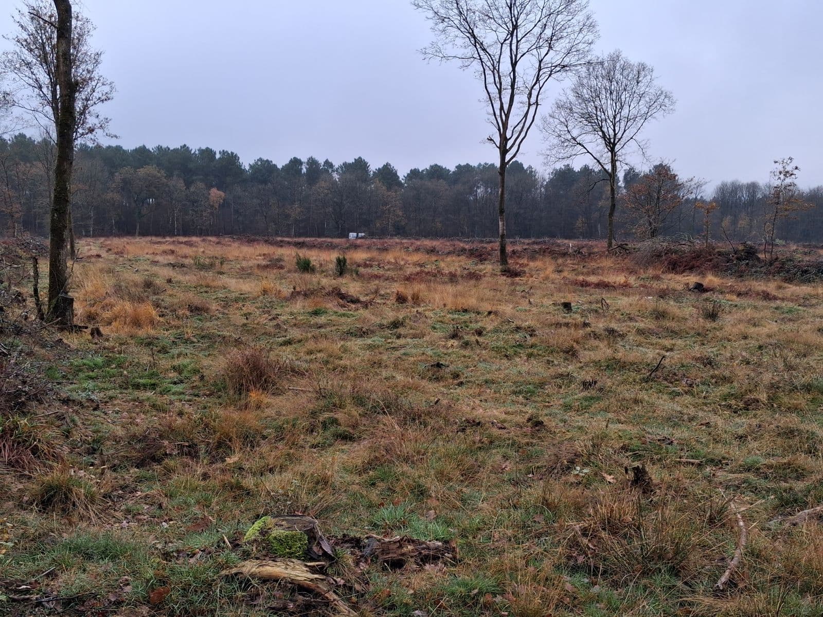 Reforestation with pine and oaks in Saint-Aubin-d'Aubigné