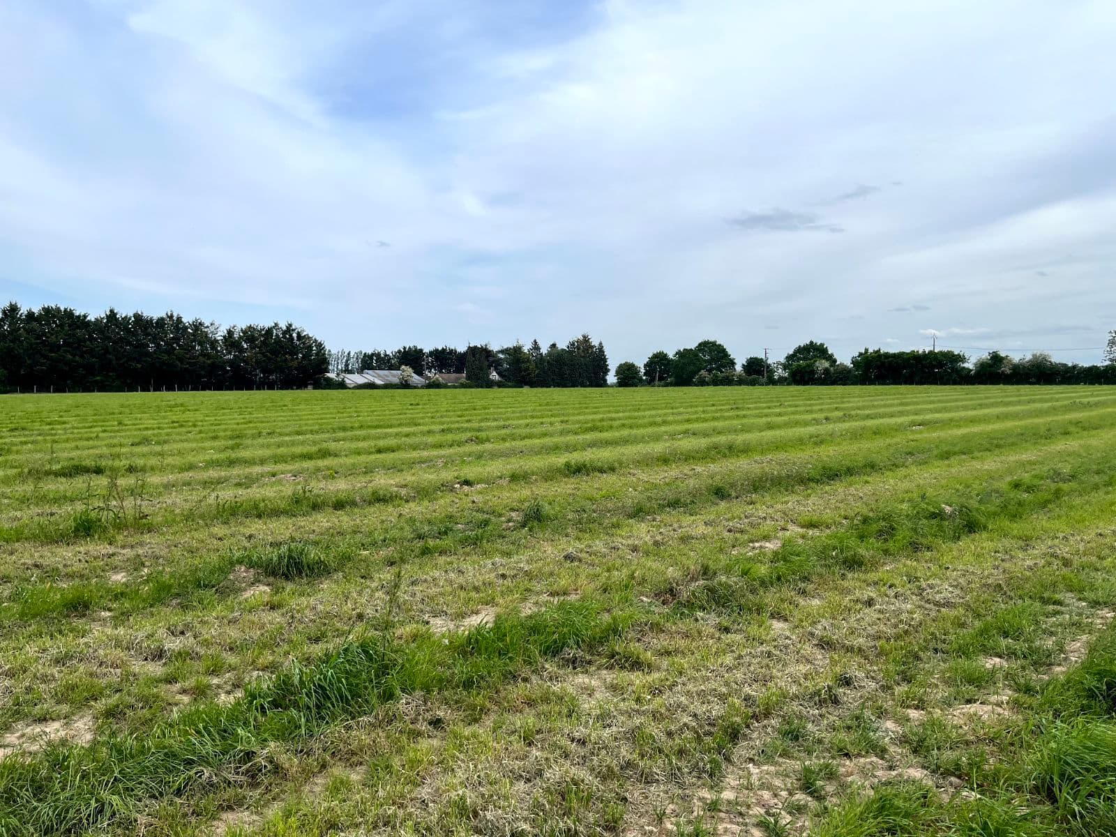 Nouveau boisement à Parcé-sur-Sarthe