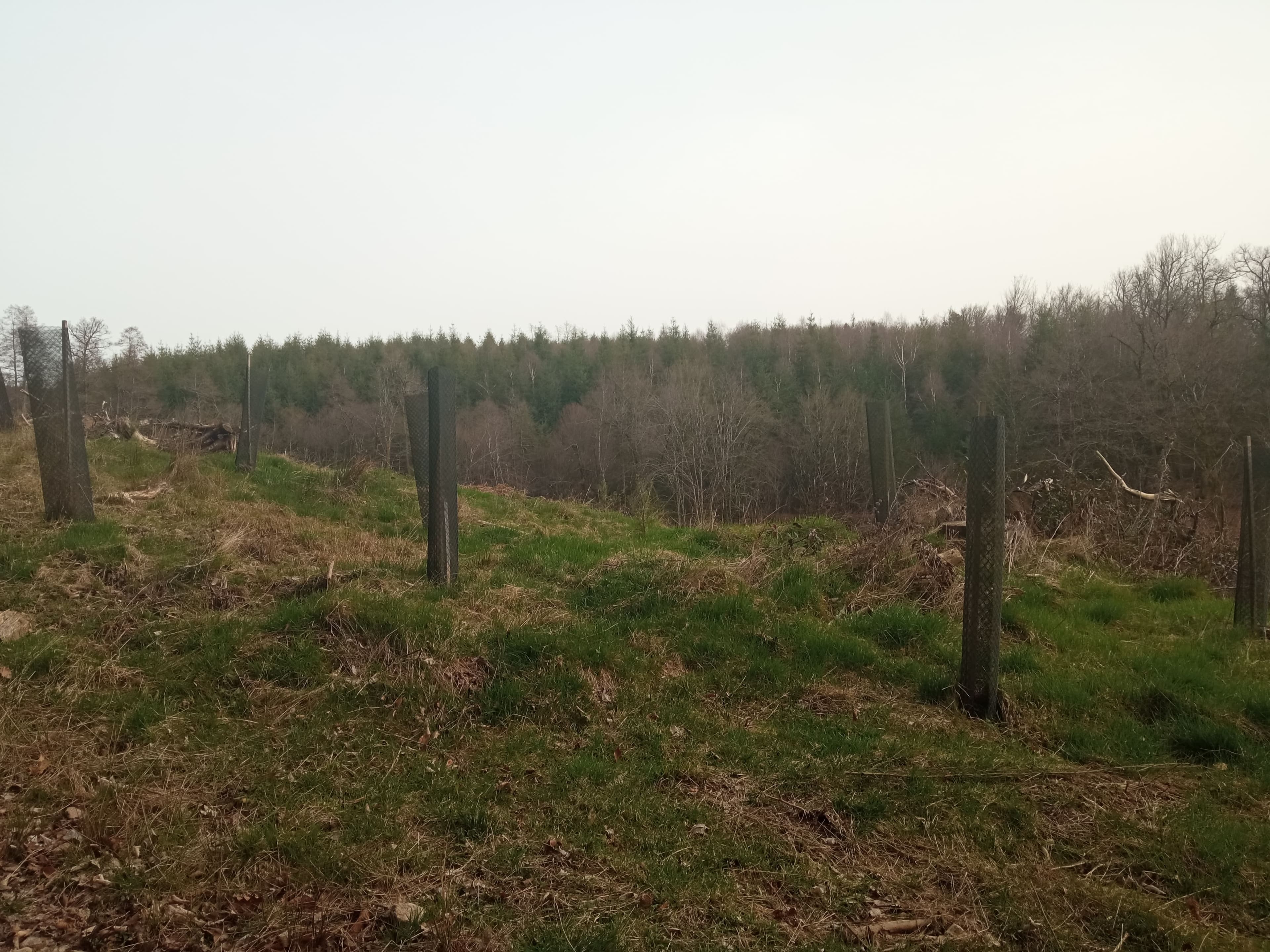 Reboisement d'une forêt dépérissante à Lavault-de-Frétoy