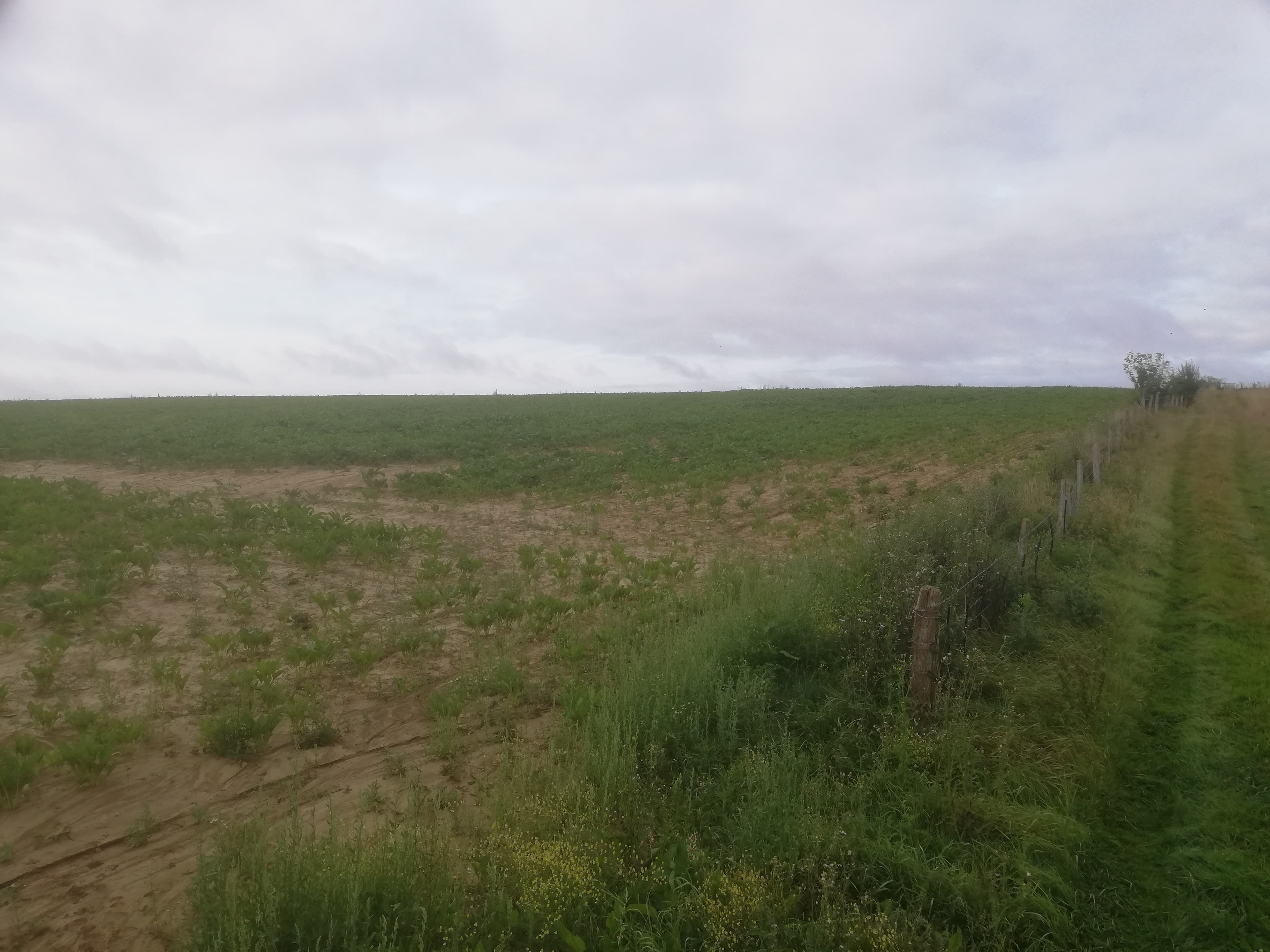 Nouveau boisement diversifié à Auzouville-sur-Ry