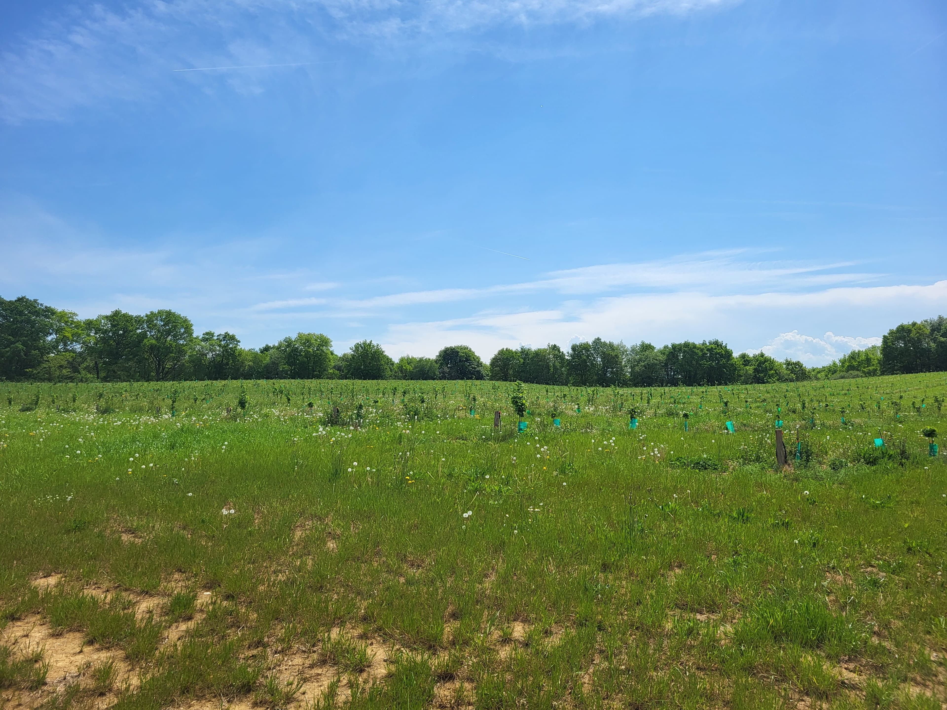 New hazelnut orchard at SCEA Sainte-Marie