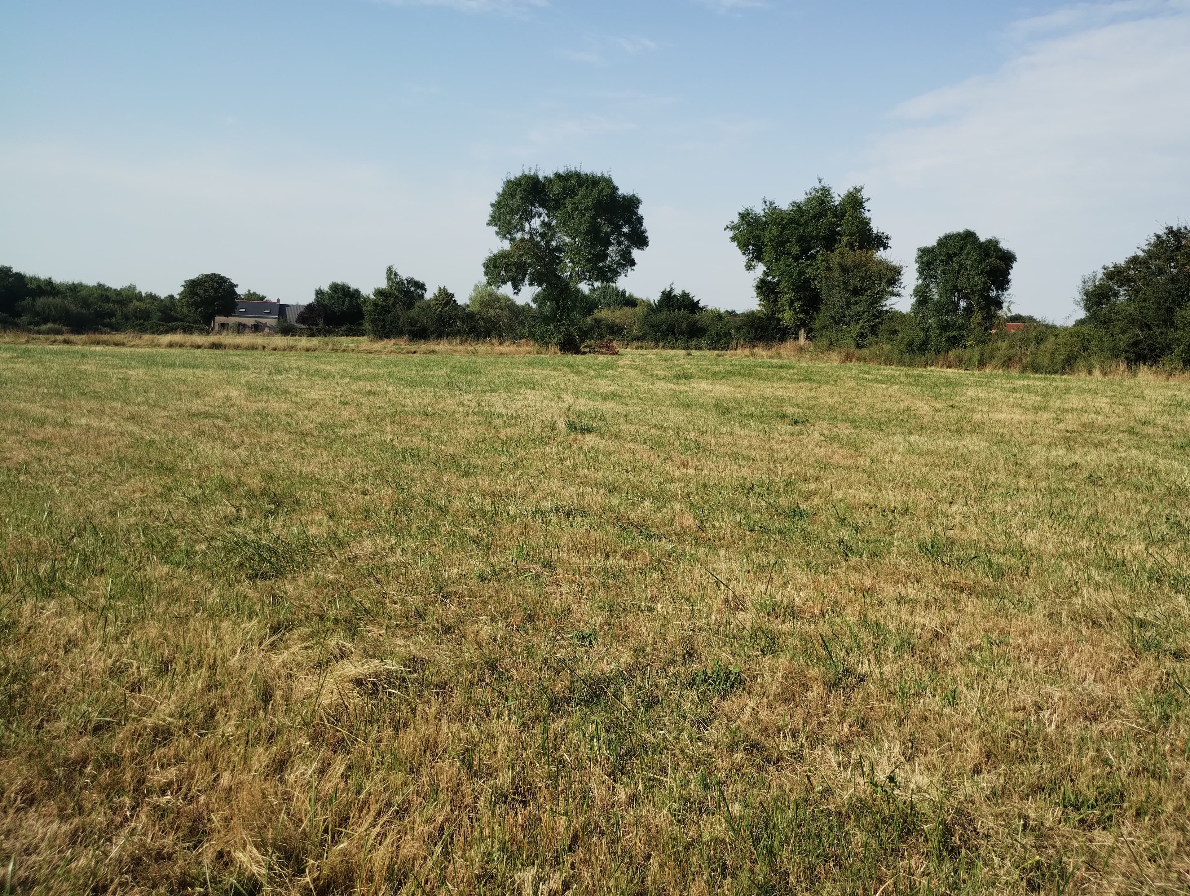 Nouveau boisement de 5,76 hectares à Mozé-sur-Louet
