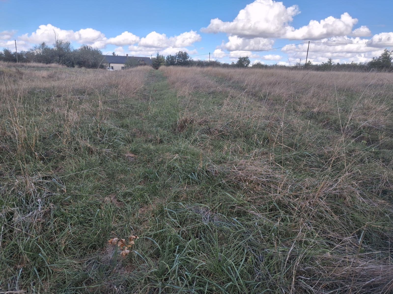 New afforestation of 5.76 hectares at Mozé-sur-Louet