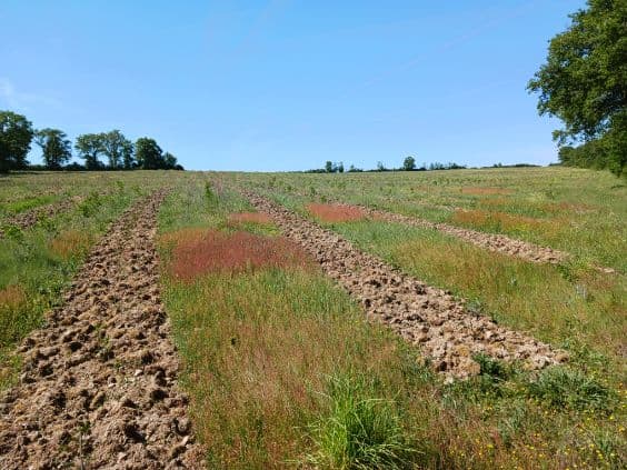 Boisement de 51,5 hectares dans la Vienne