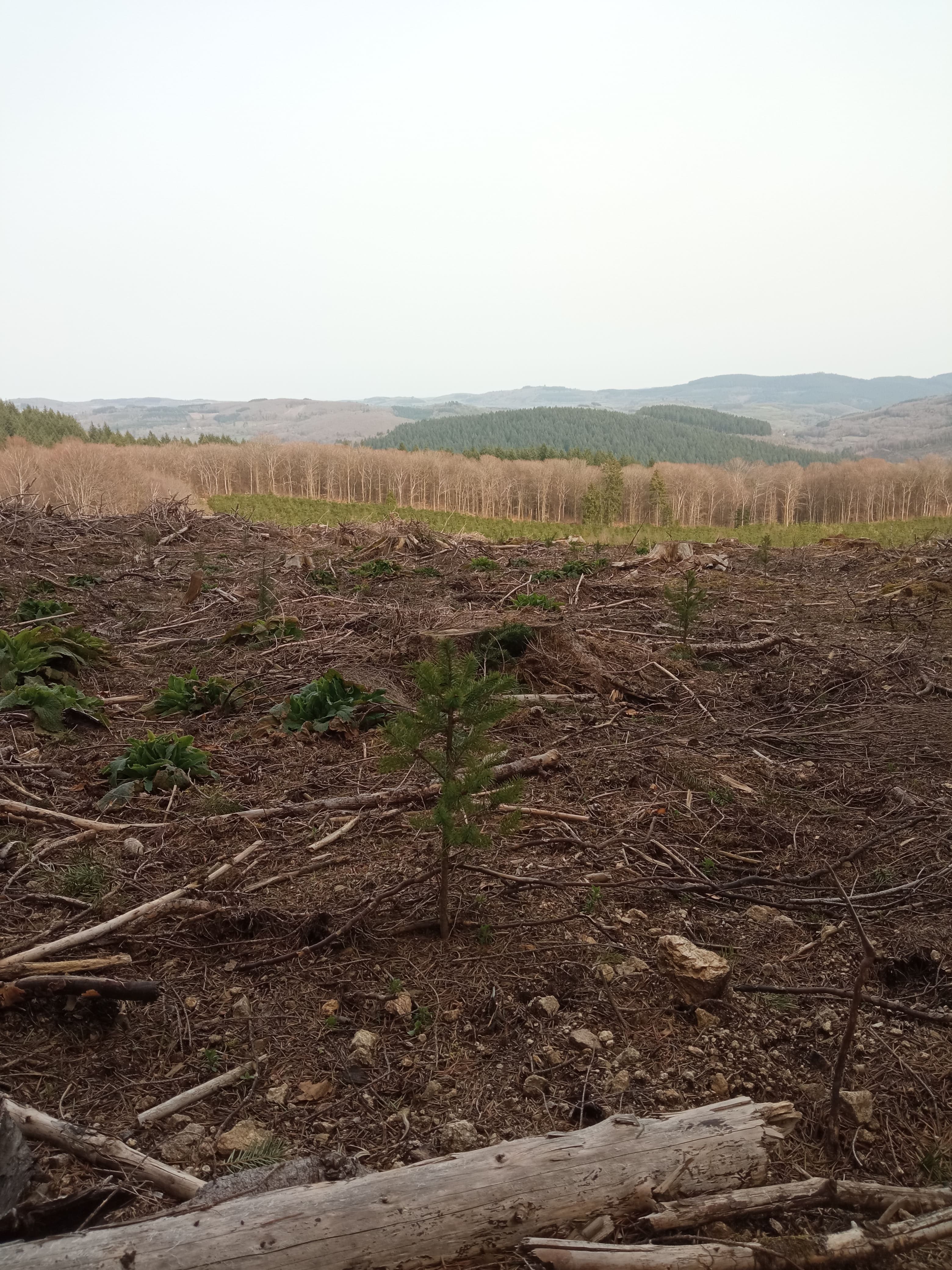 Reforestation of a dying forest in Arleuf