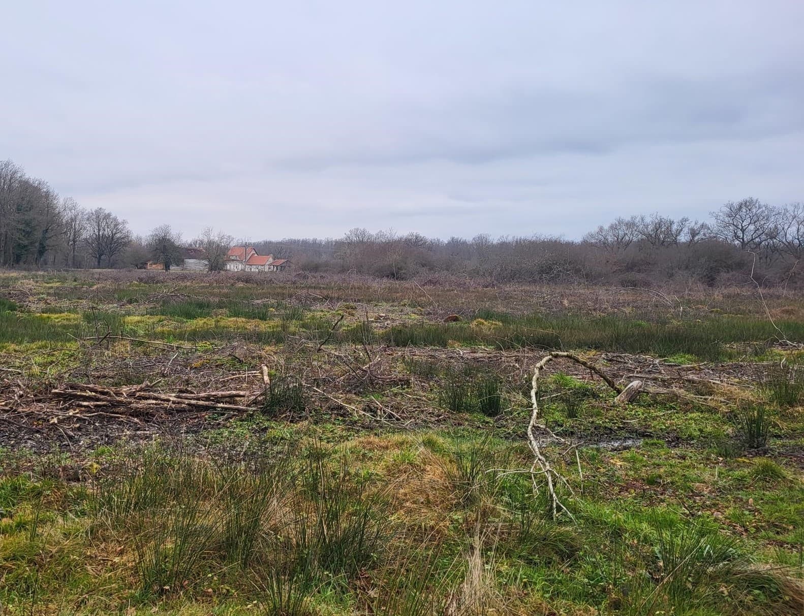 Reforestation of a dying forest in Mercy