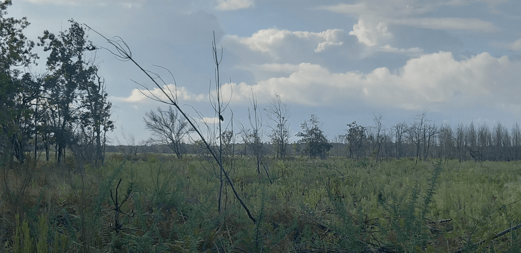 Reforestation of 3.31 hectares in Arès