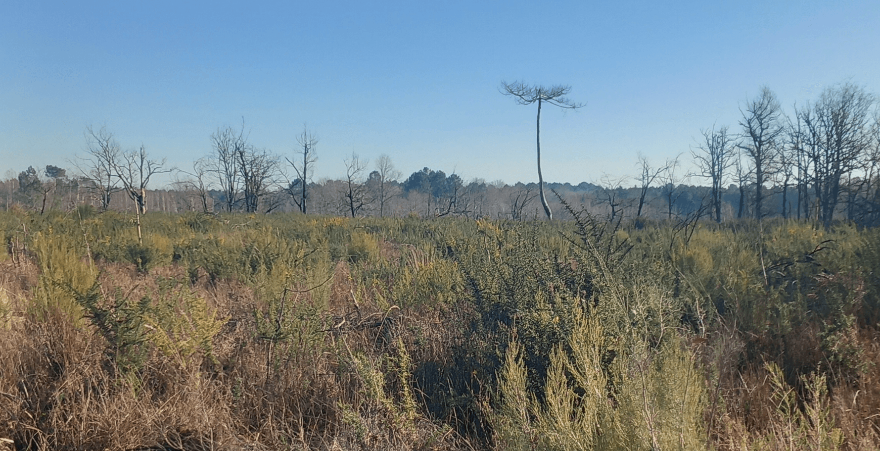 Reboisement en Gironde après les incendies de l'été 2022