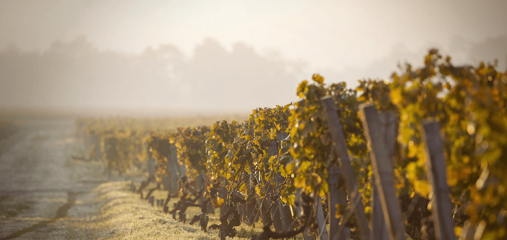 Valorisation énergétique de ceps de vigne au Château de Suduiraut