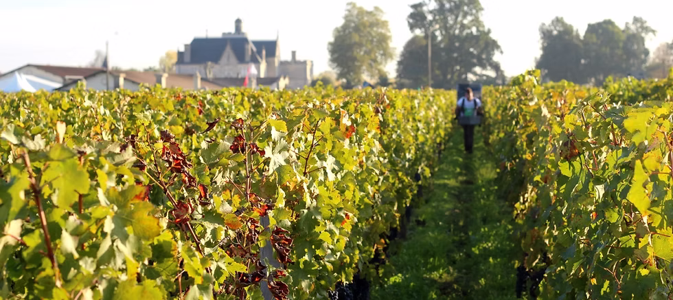 Energy production from vines waste at Château Pape Clément