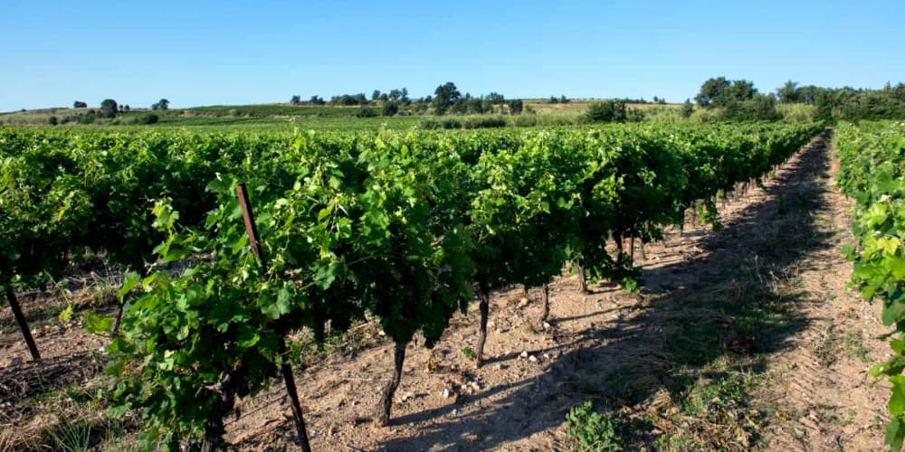 Valorisation des ceps de vignes à Trouillas