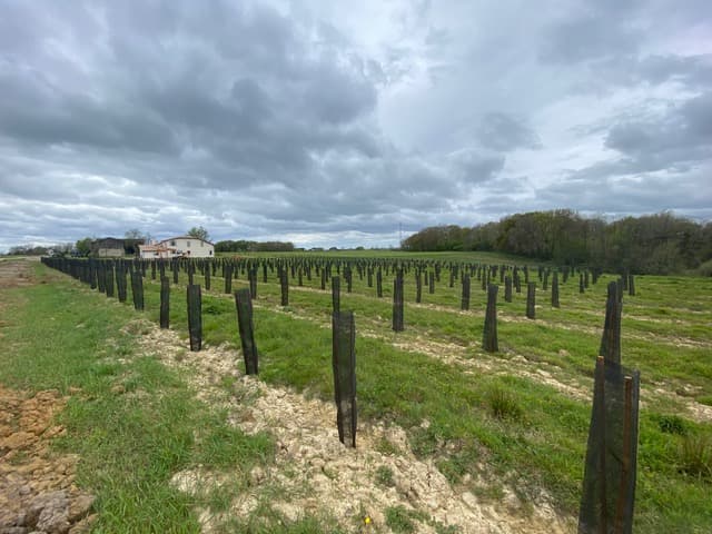 Création de 3,1 hectares de forêts à Berthez