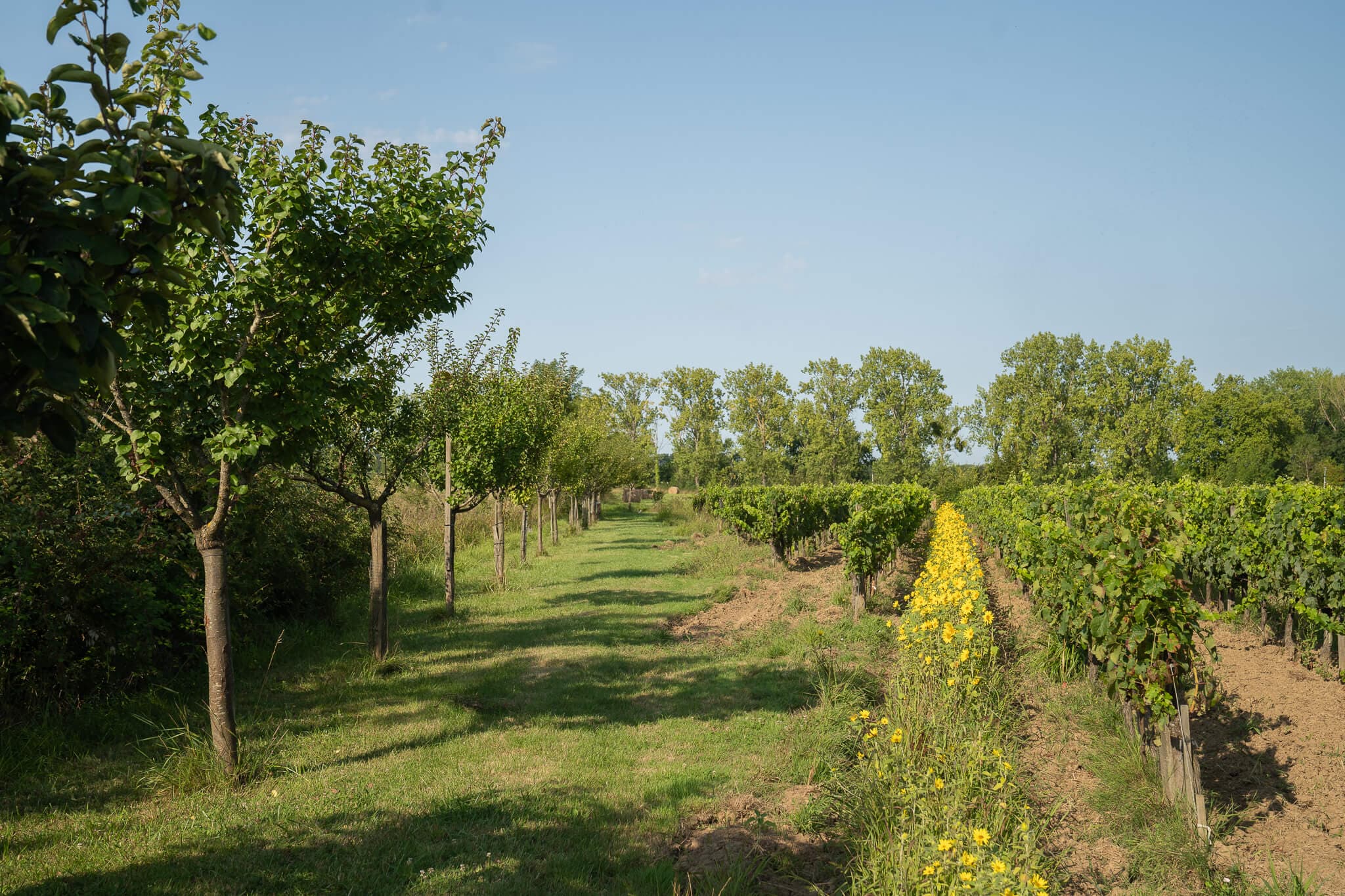Valorisation de ceps de vignes en combustible biomasse à Preignac