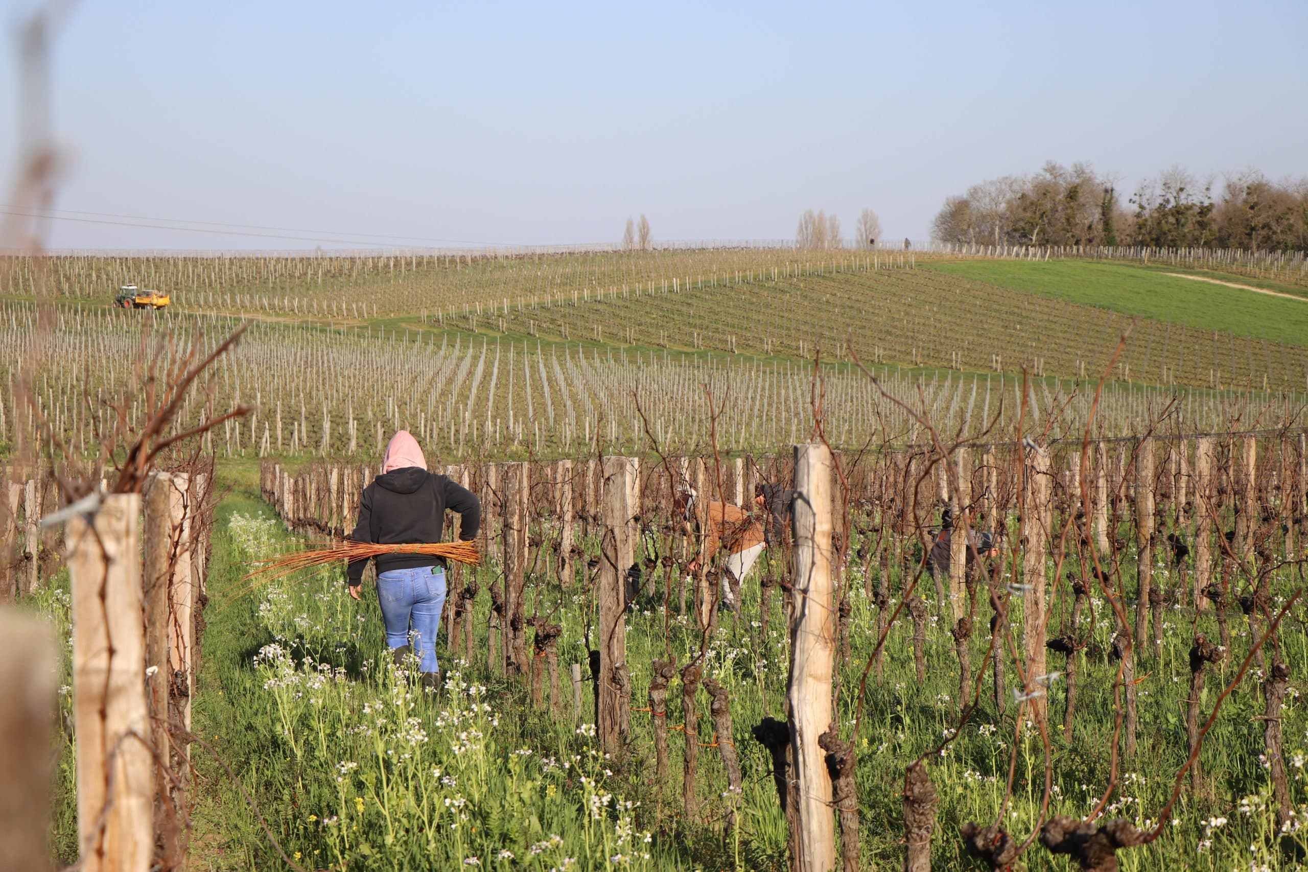 Valorisation énergétique de ceps de vignes à Saint-Etienne-de-Lisse