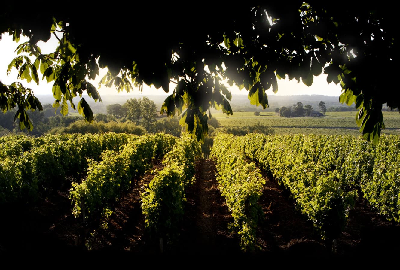  Valorisation énergétique de ceps de vignes à Sauternes