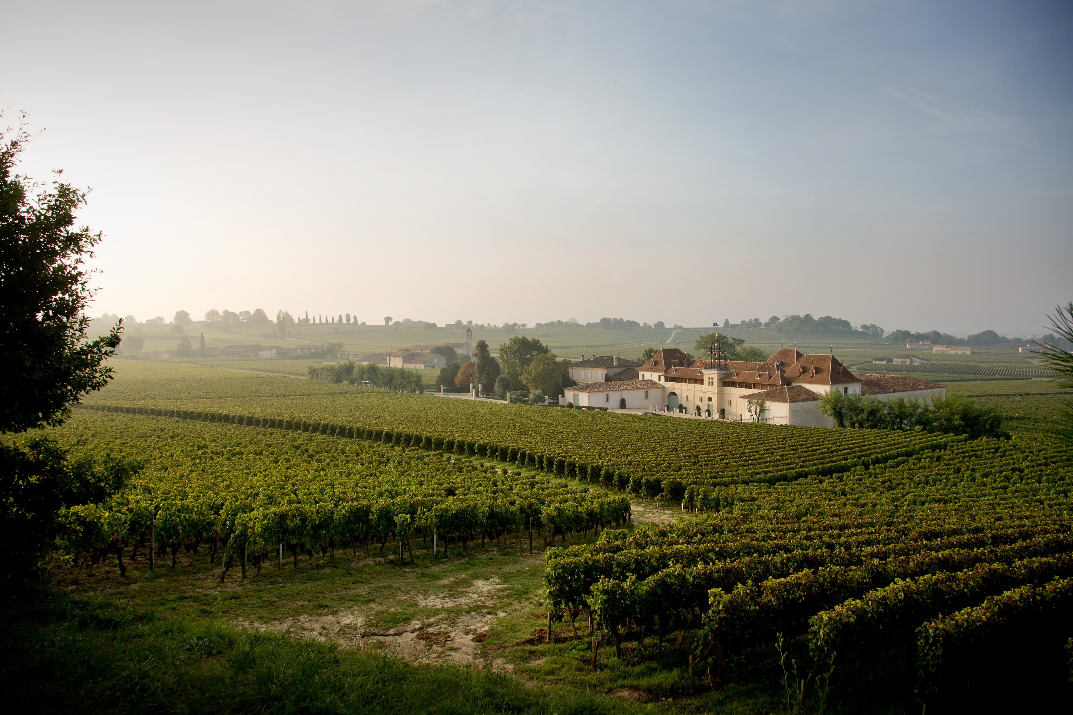 Using vines as biomass fuel in Saint-Emilion