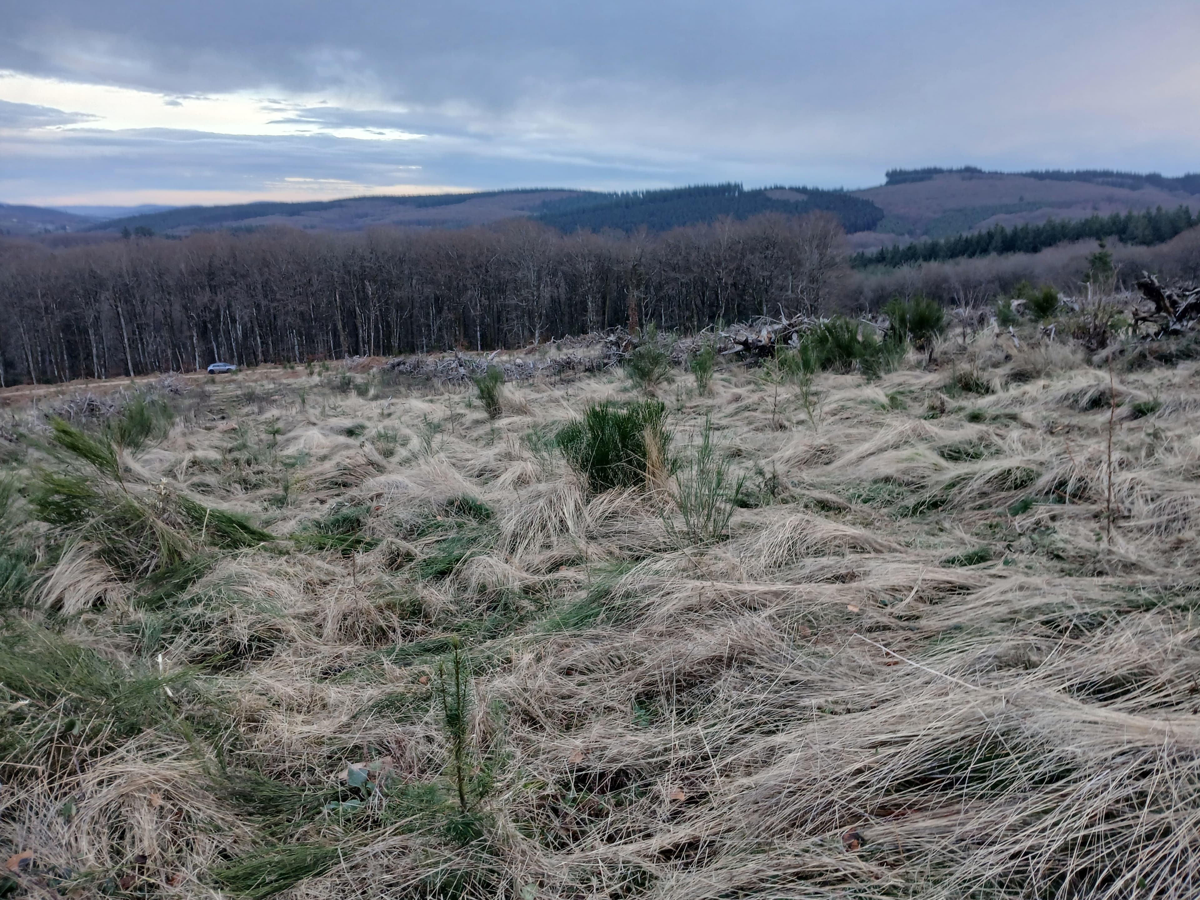 Reforestation of 3.7 hectares of a stand attacked by bark beetles in Nièvre