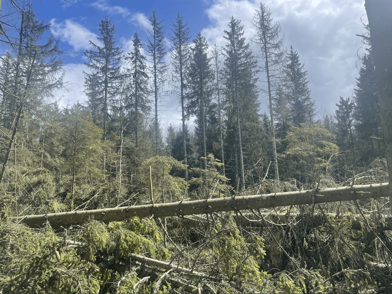 Reboisement de 7,9 hectares d'un peuplement attaqué par le scolyte dans l'Ain