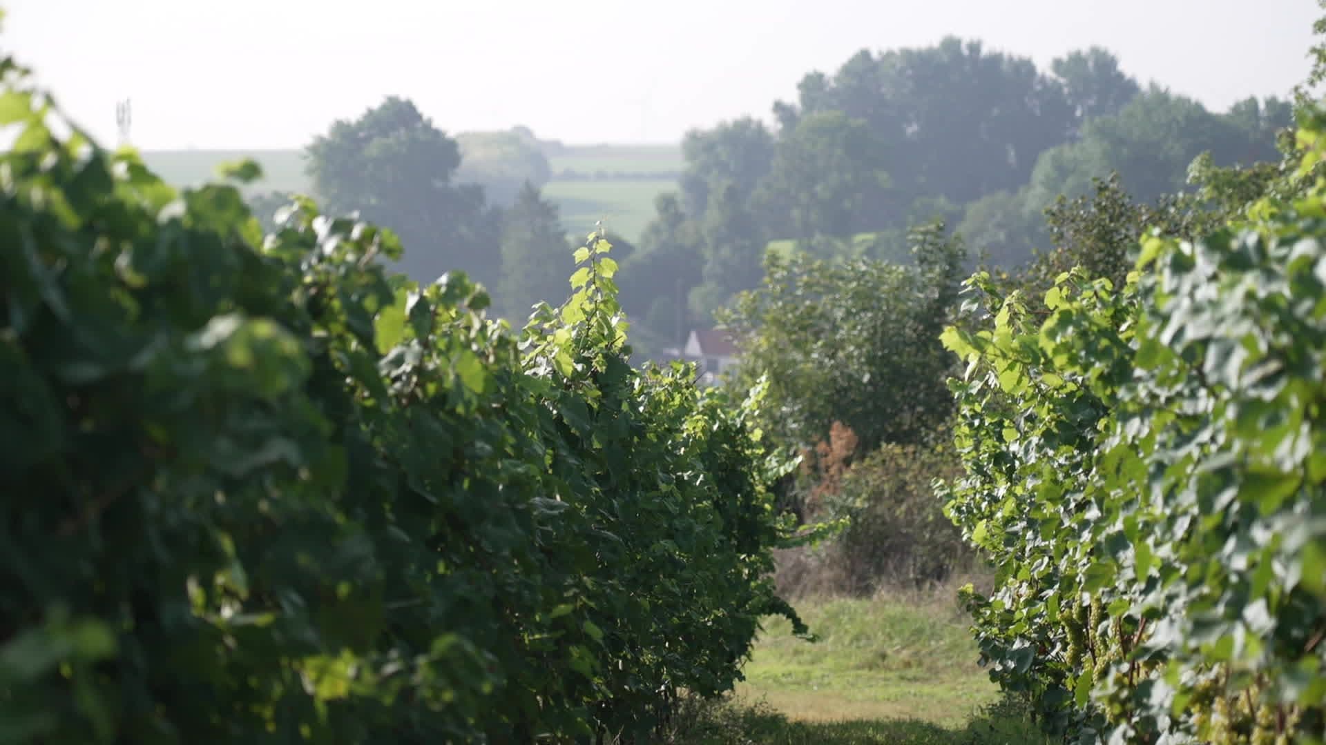 Valorisation de ceps de vignes en combustible biomasse à Macau