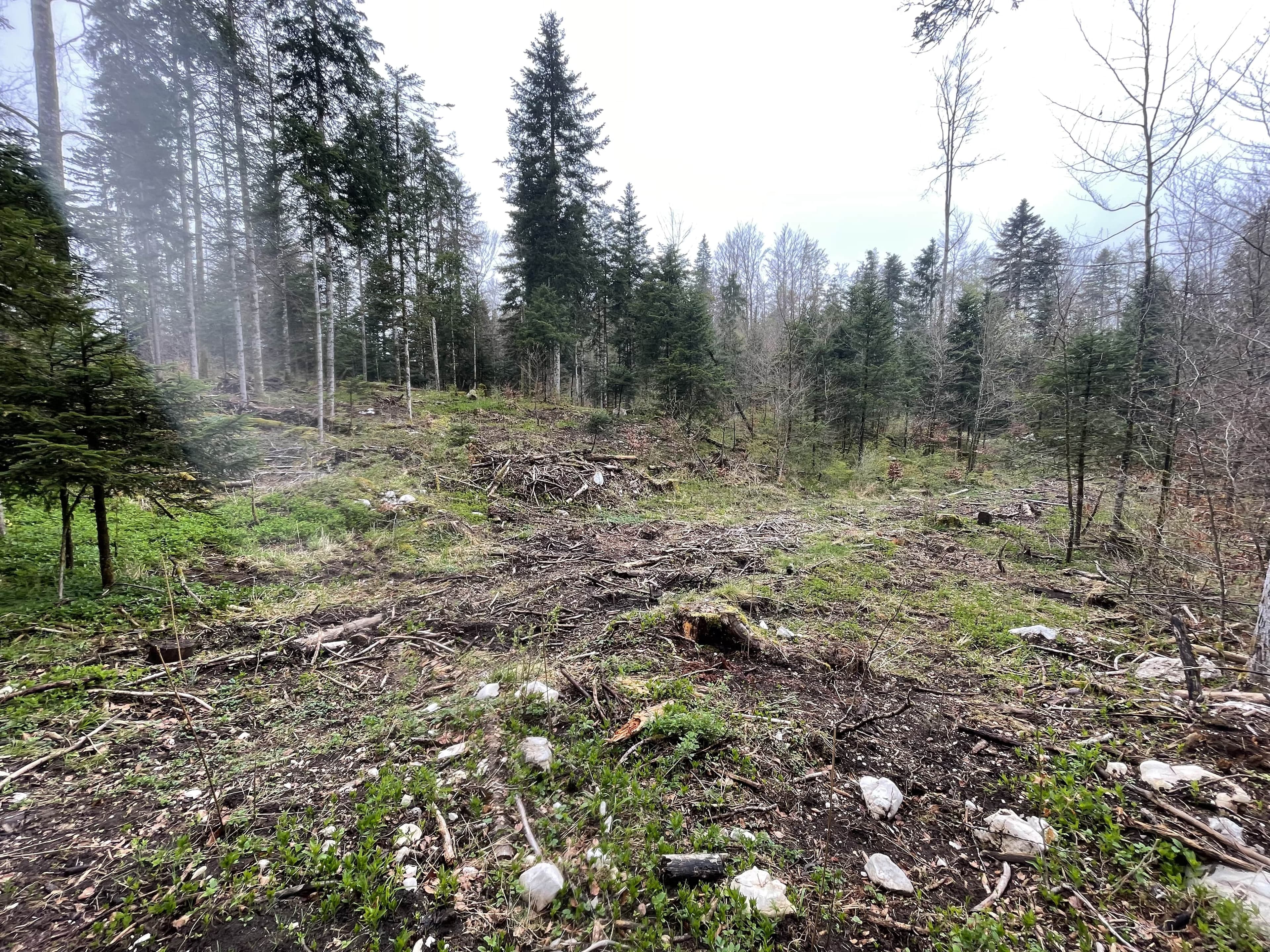 Reforestation of a decaying forest at the Lac des Rouges Truites in the Jura