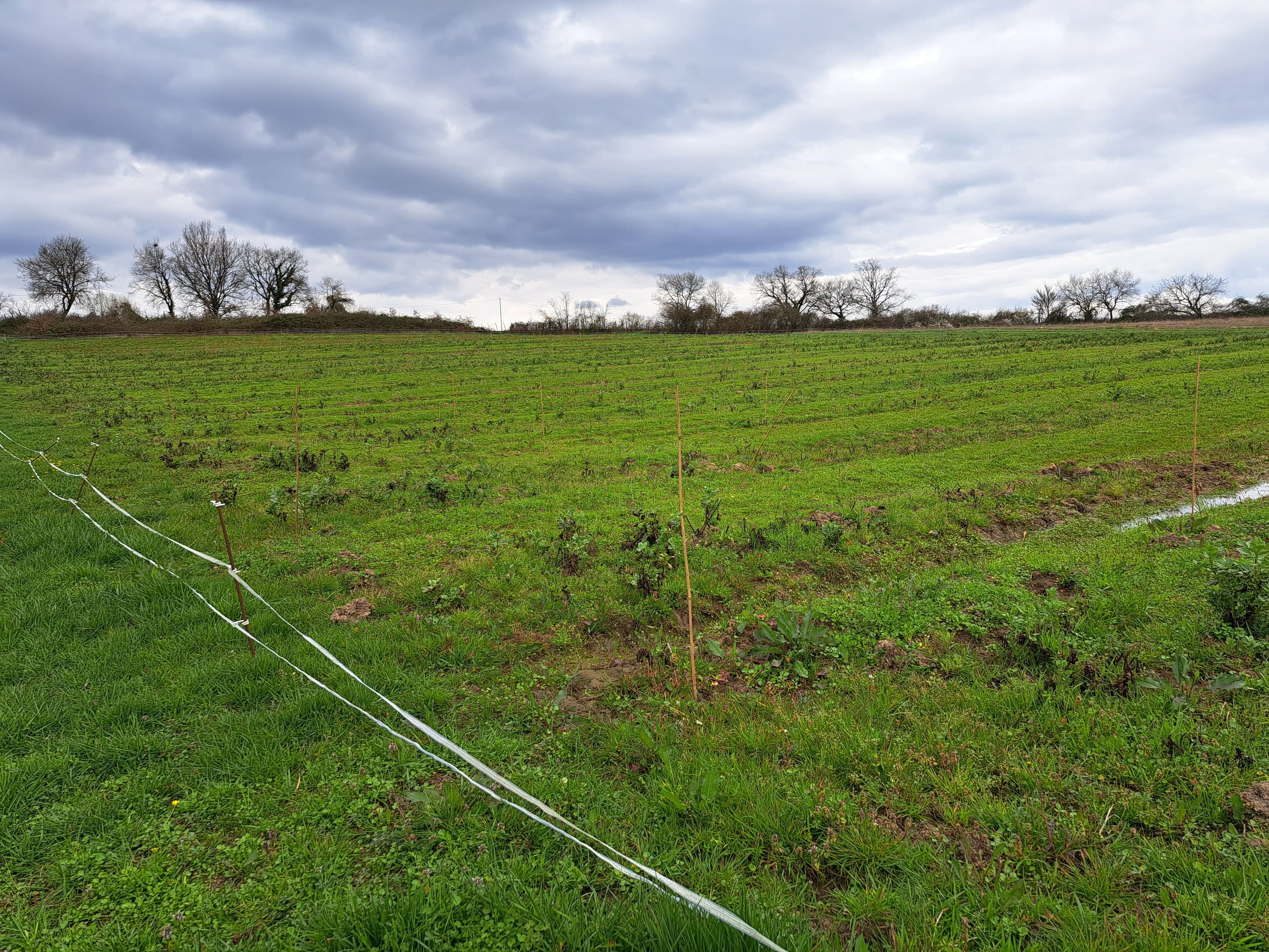 Création d'une forêt de 1,74 hectare à Casteljaloux