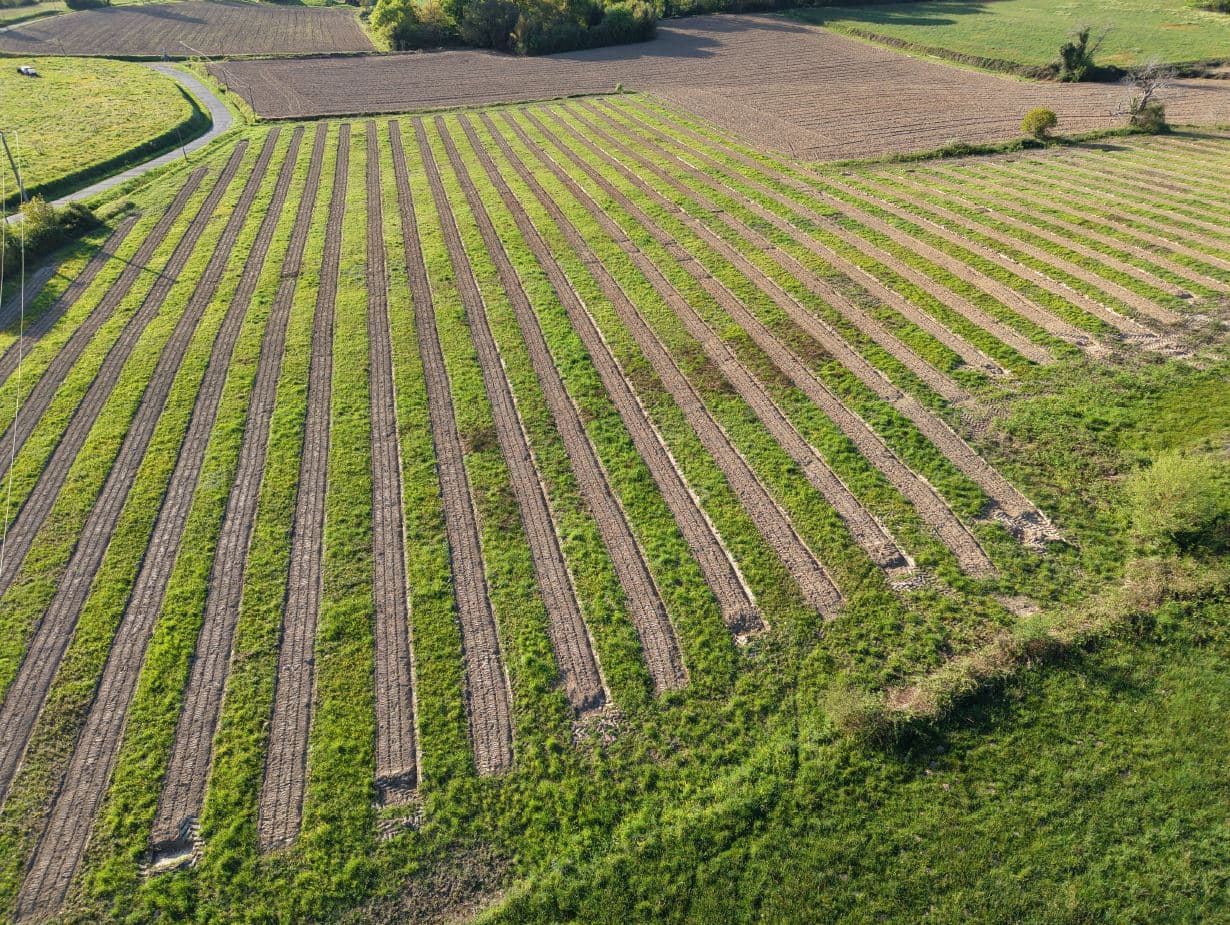 New afforestation of 2.56 hectares in Sainte-Colombe