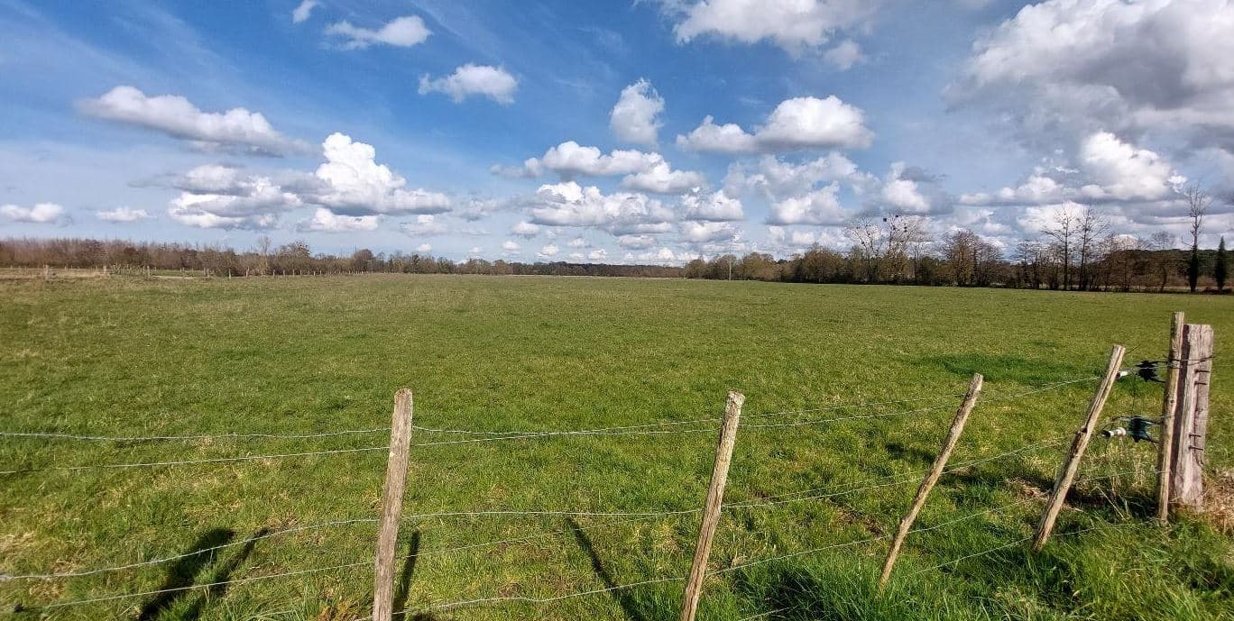 New afforestation in Saint-Philbert-du-Peuple