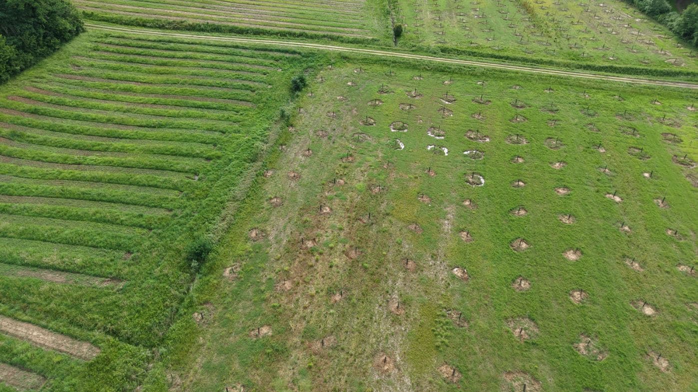 Création de 5,67 hectares de forêts à Sainte-Colombe