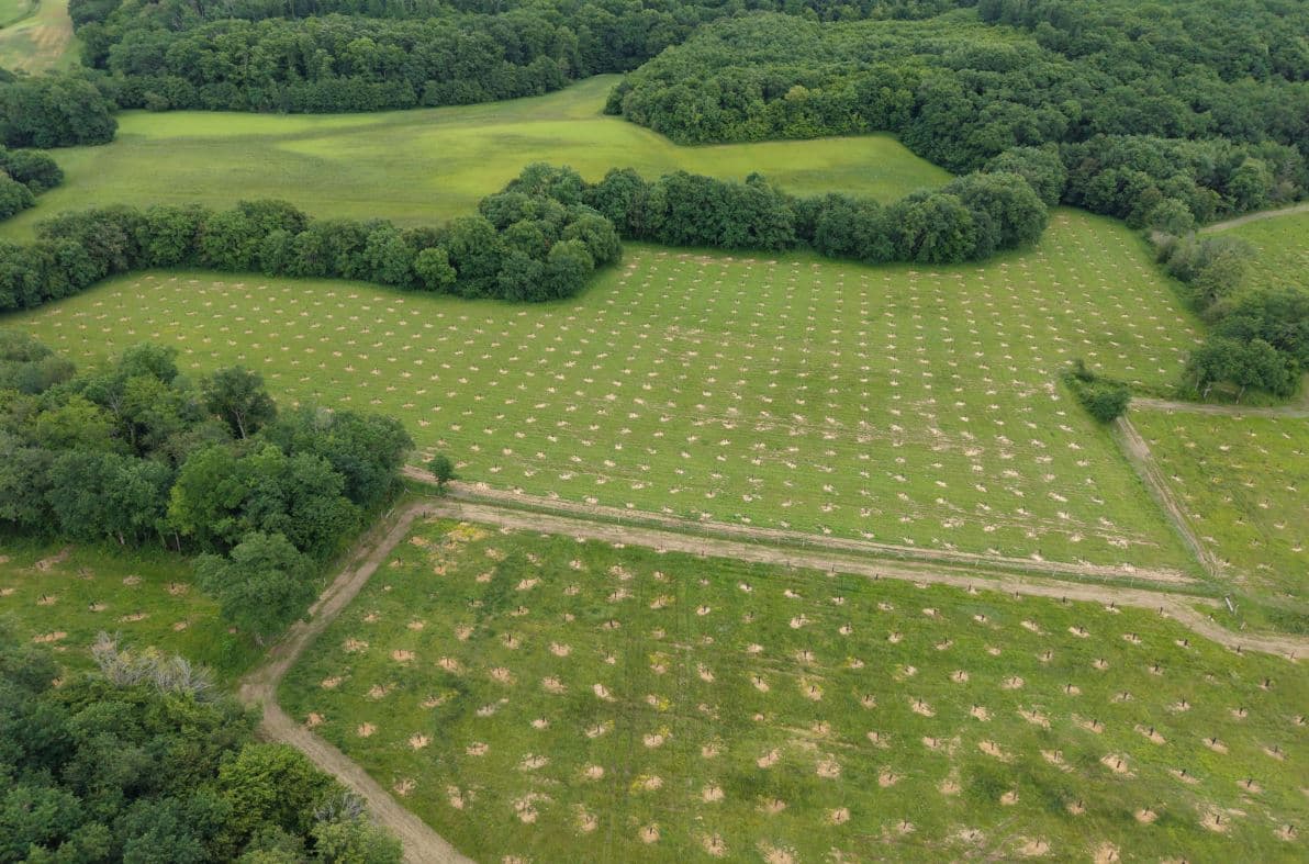 Nouveau boisement de 15,1 hectares à Parleboscq