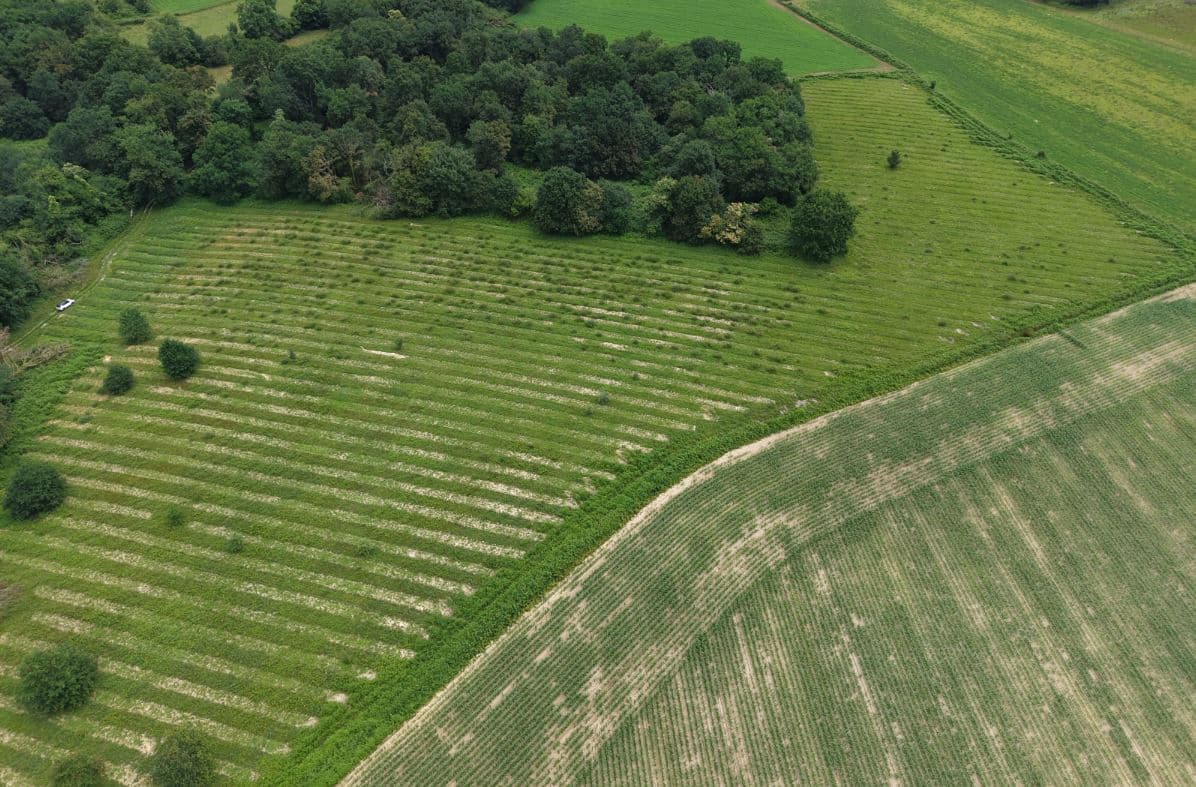 Forest expansion in Labastide-Chalosse