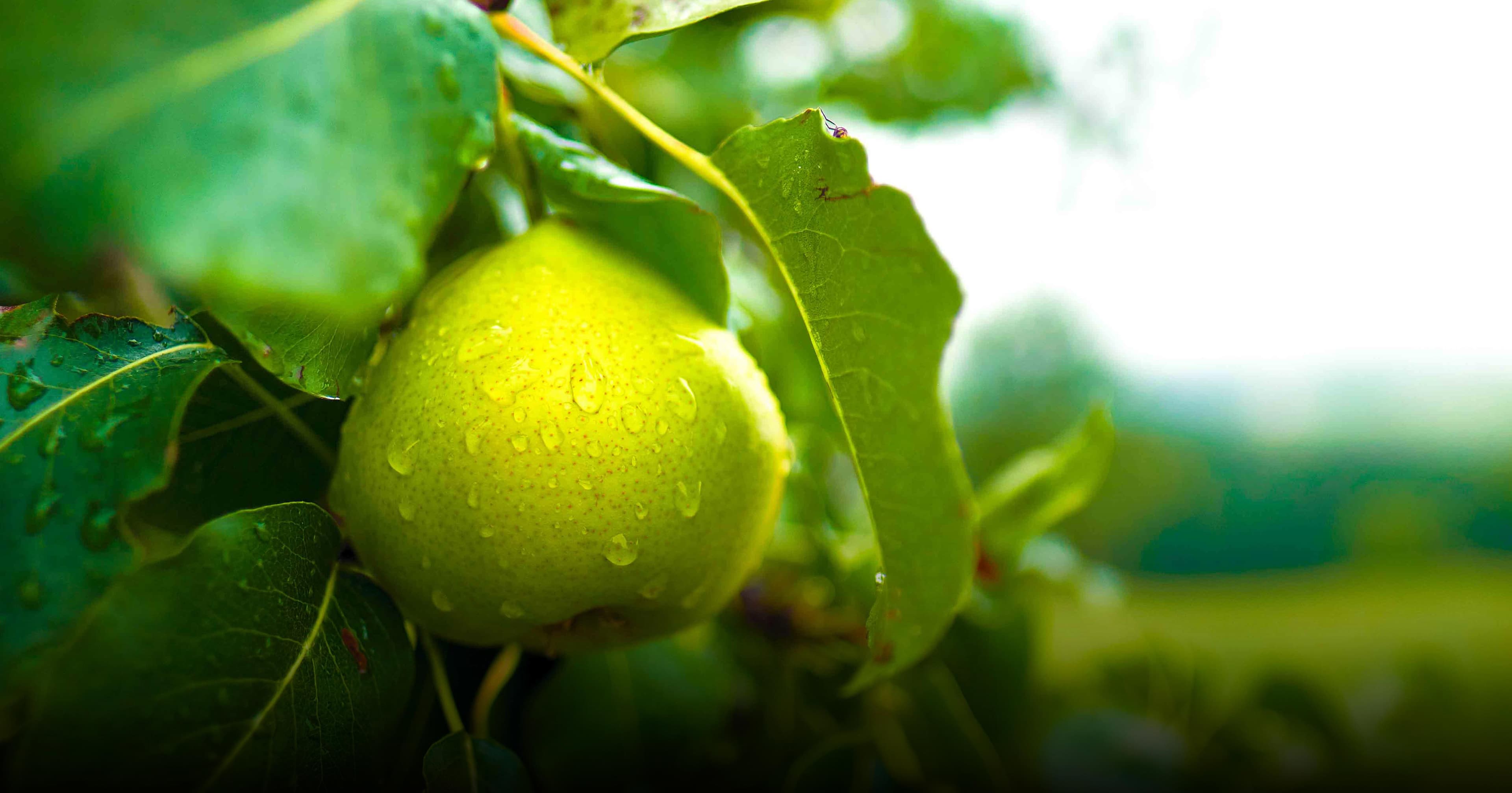 Expansion of an organic orchard in the Eure