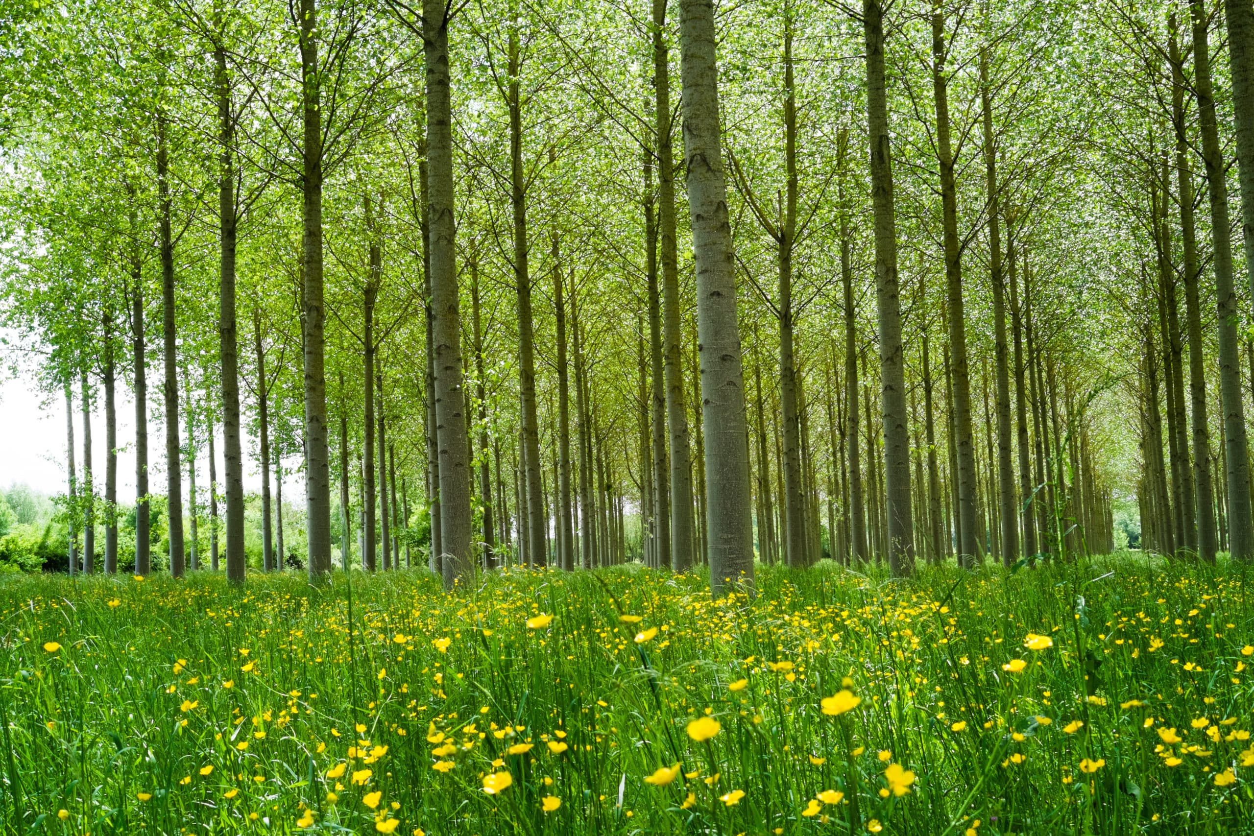 1.6-hectare extension of a forest in Pas-de-Calais
