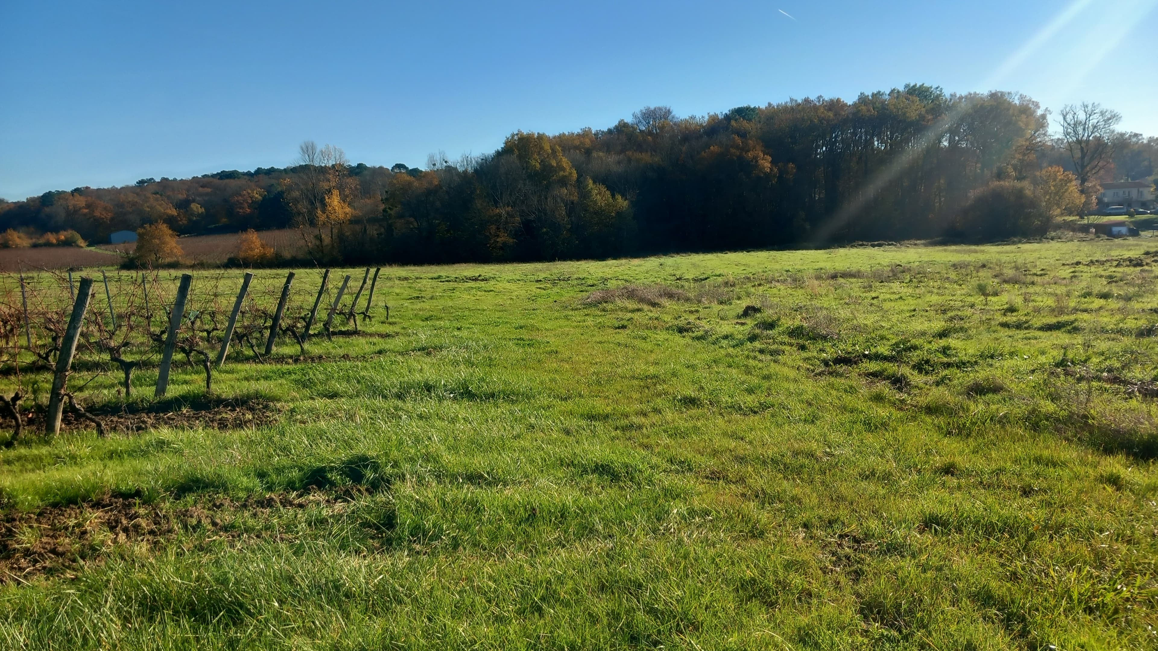 Afforestation of 20.94 hectares of former vineyards in Targon