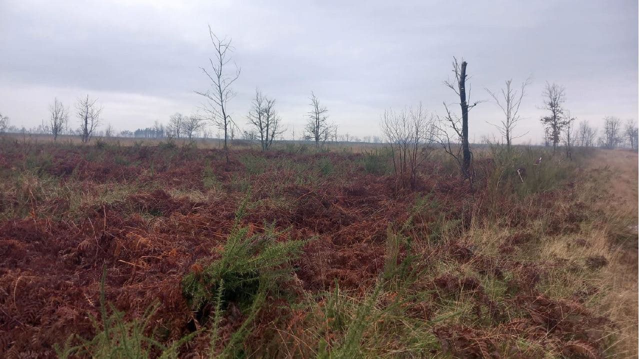Reforestation of a burnt-out forest in Landiras