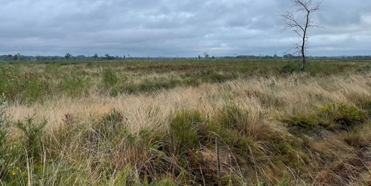 Reboisement d'une forêt incendiée à Saint-Symphorien et Origne