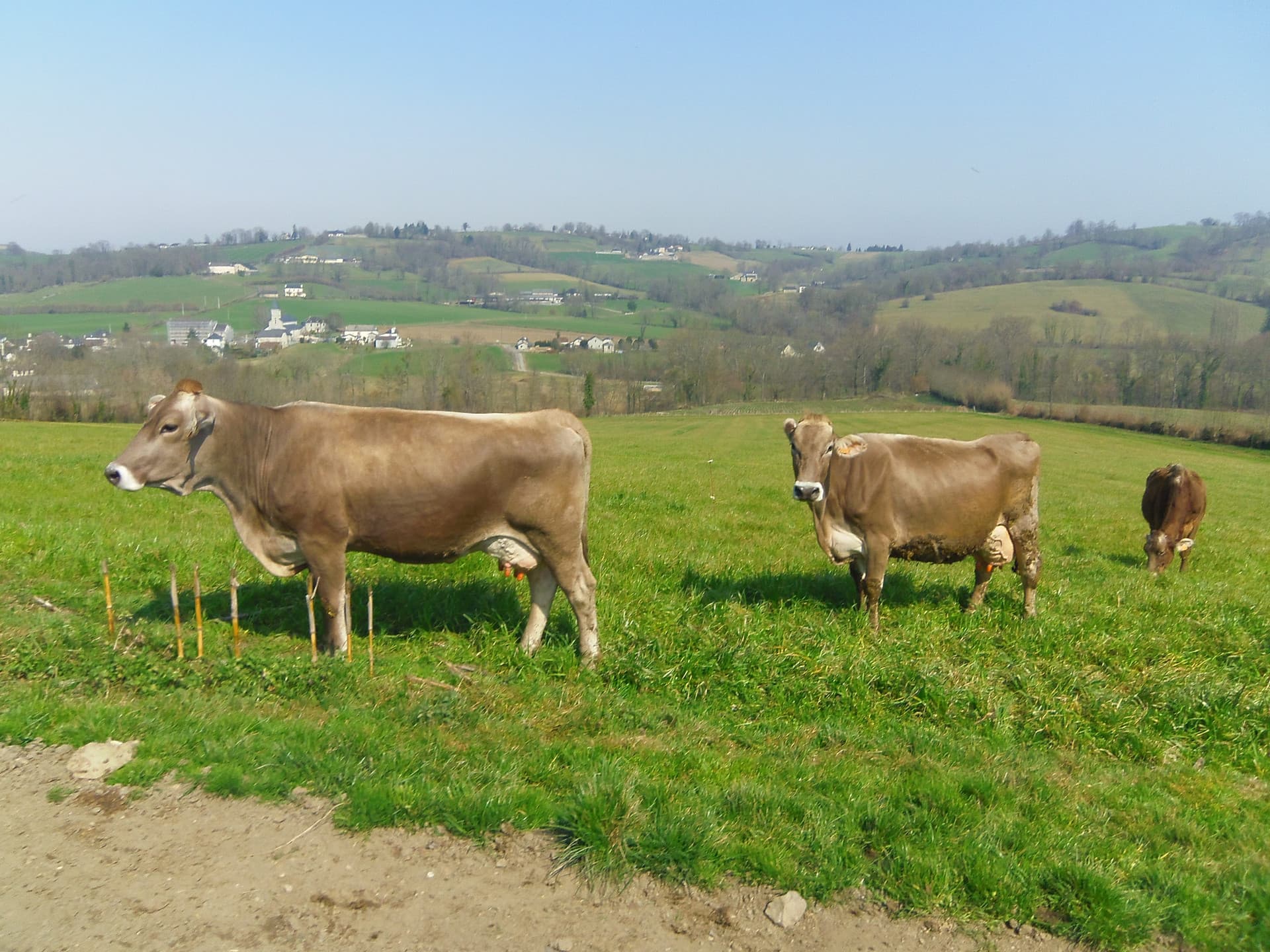 Changement de l'alimentation d'un élevage laitier au GAEC de Sacy