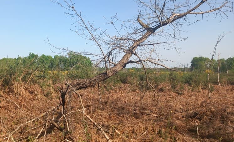 Plantation de 3,9 hectares après un incendie en Gironde