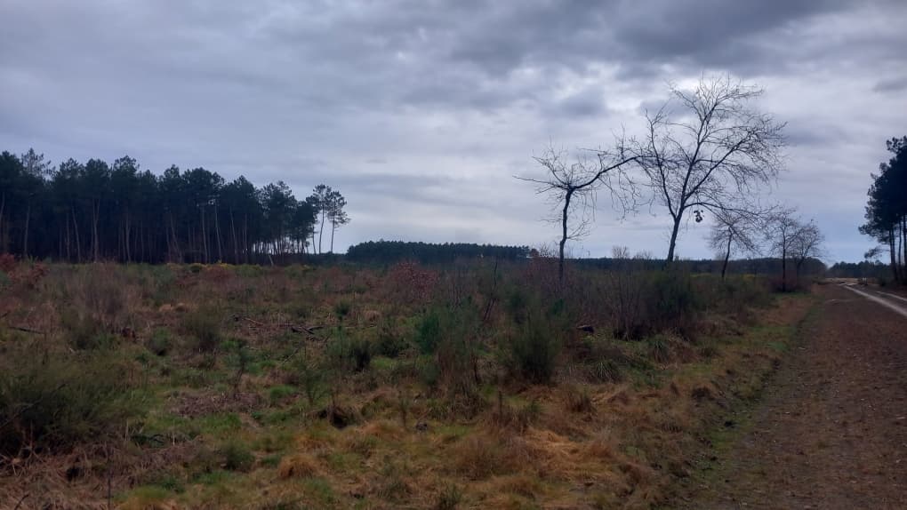 Reboisement d'une forêt incendiée à Saumos