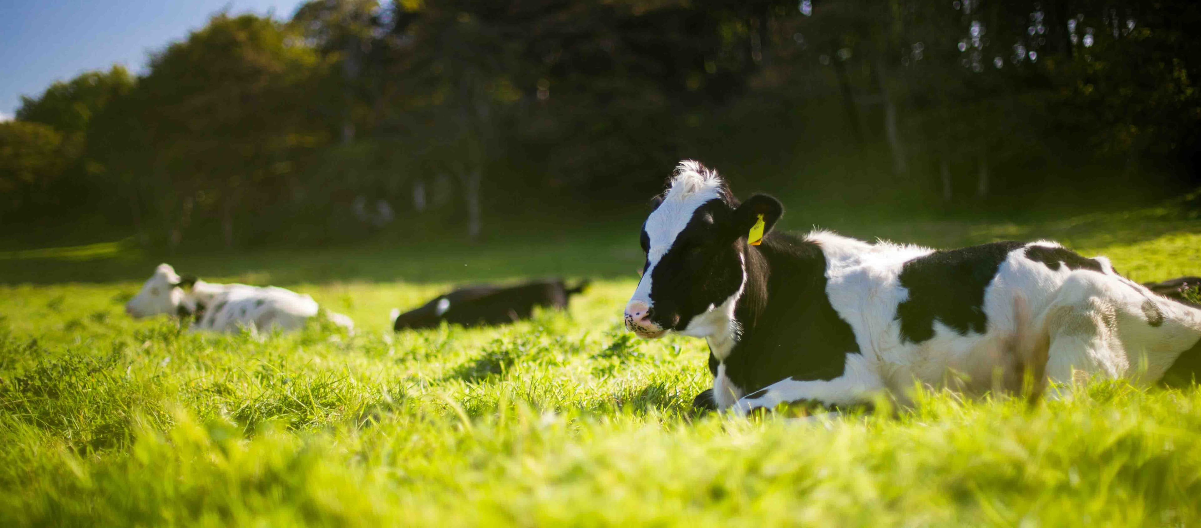 Amélioration de l'alimentation des vaches au GAEC de Mellville
