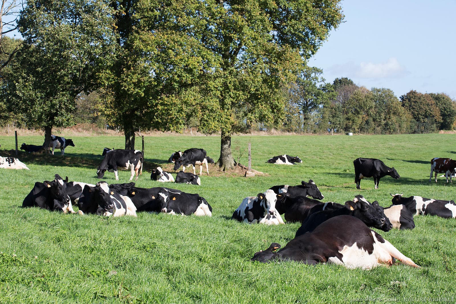 Amélioration de l'alimentation des vaches au GAEC du Fort